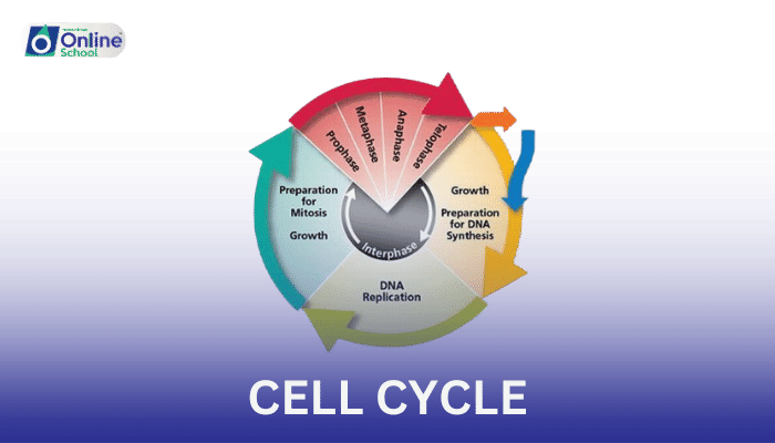 Lesson 01: The Rhythm of Life: The Cell Cycle